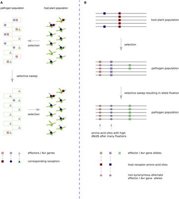 Bioinformatic Detection of Positive Selection Pressure in Plant Pathogens: The Neutral Theory of Molecular Sequence Evolution in Action